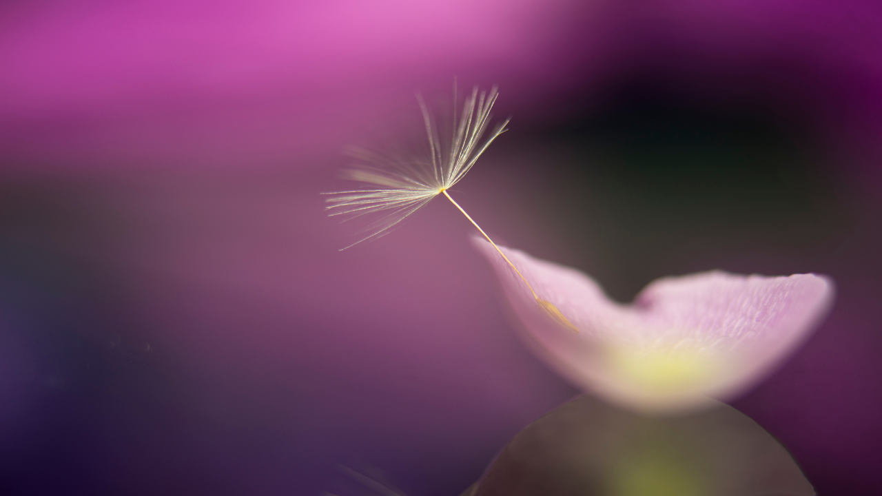 a dandelion seed